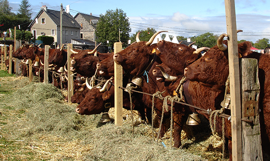 Salers cattle in France